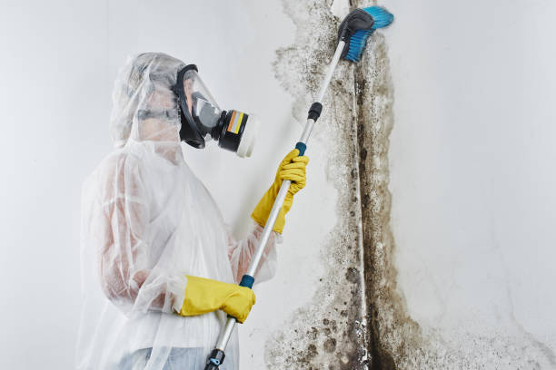 Mold Removal and Inspection in Wintersville, OH