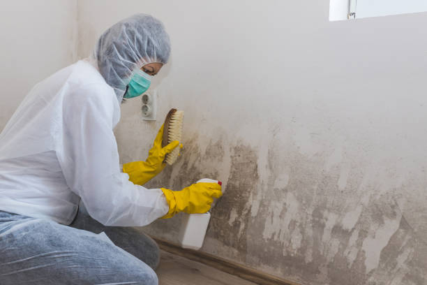 Best Home Mold Removal  in Wintersville, OH
