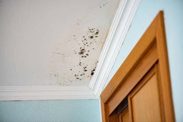 Best Commercial Mold Removal  in Wintersville, OH