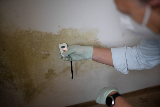 Best Toxic Mold Removal  in Wintersville, OH