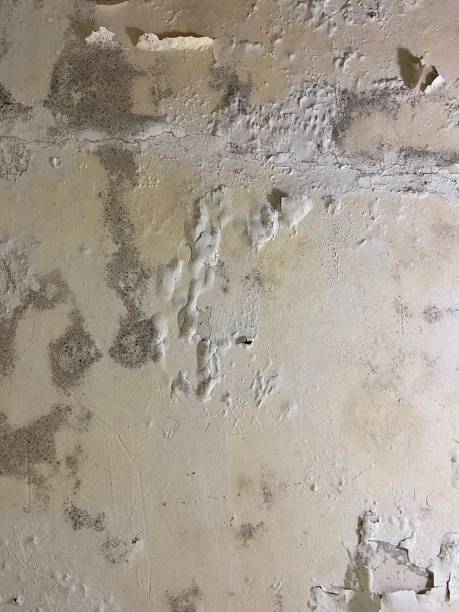 Best Mold Testing  in Wintersville, OH