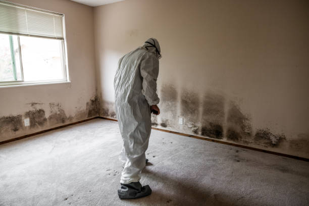 Crawl Space Mold Removal in Wintersville, OH