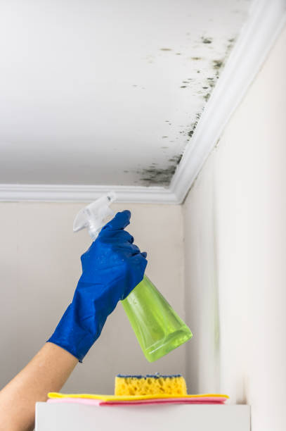 Best Fast Mold Removal  in Wintersville, OH